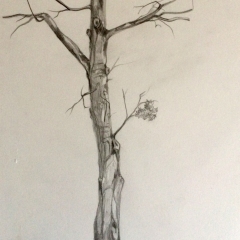 Lost-Maple