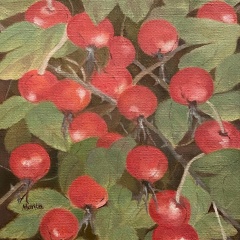 A Gift from the Cape: Beach Rose Hips