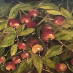 Beach-Rose-Hips