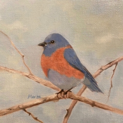 Western-Bluebird
